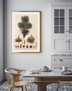 Pinus Pumila - Zwerg-Kiefer - Zweige und Zapfen