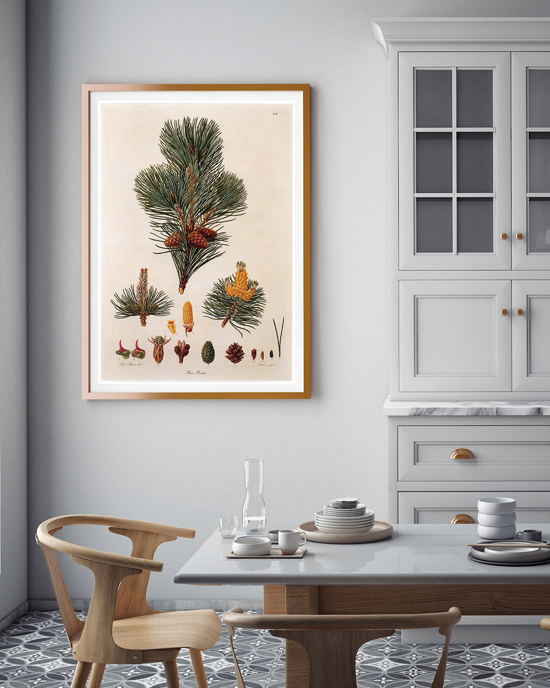 Pinus Pumila - Zwerg-Kiefer - Zweige und Zapfen