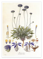 Brunonia Sericea - Lila Blüten