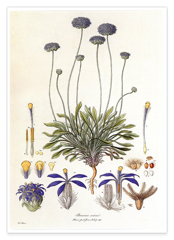 Brunonia Sericea - Lila Blüten