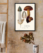 Pilzstudie: Netzstieliger Hexen-Röhrling und Gemeine Stinkmorchel