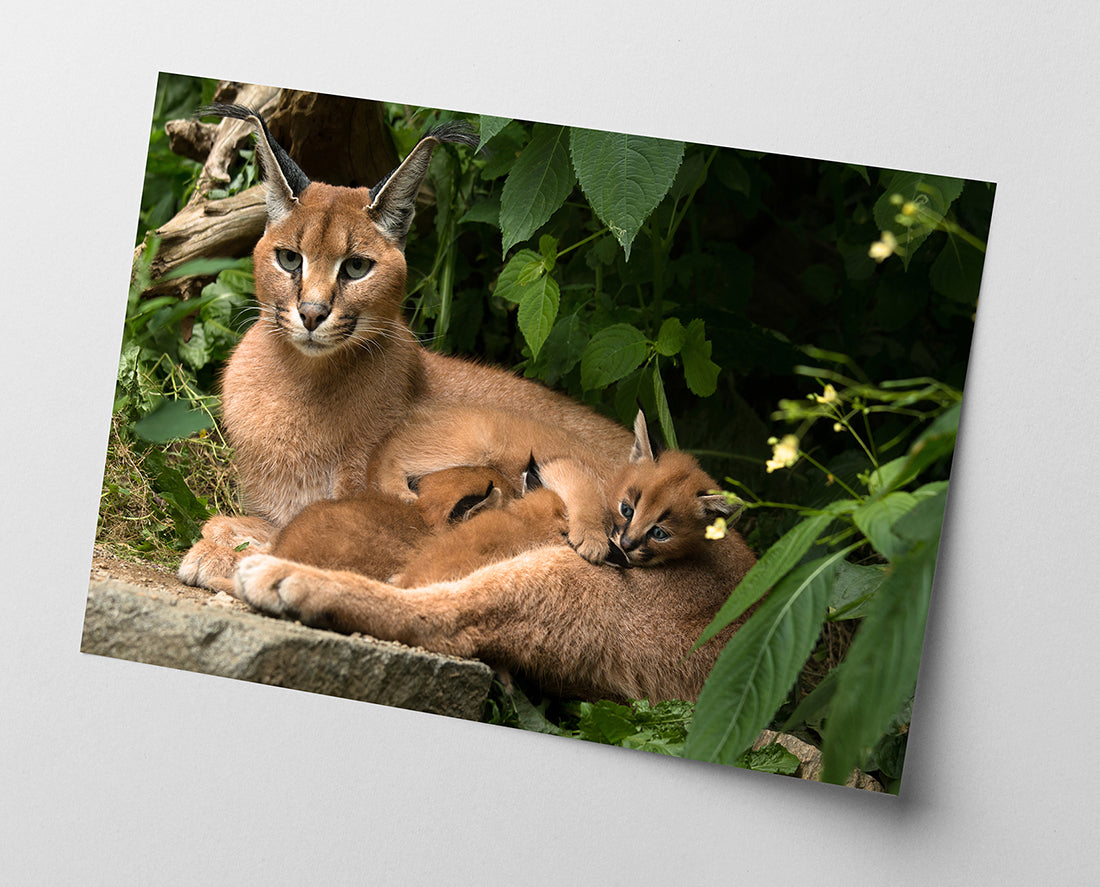 Karakal - Großkatze