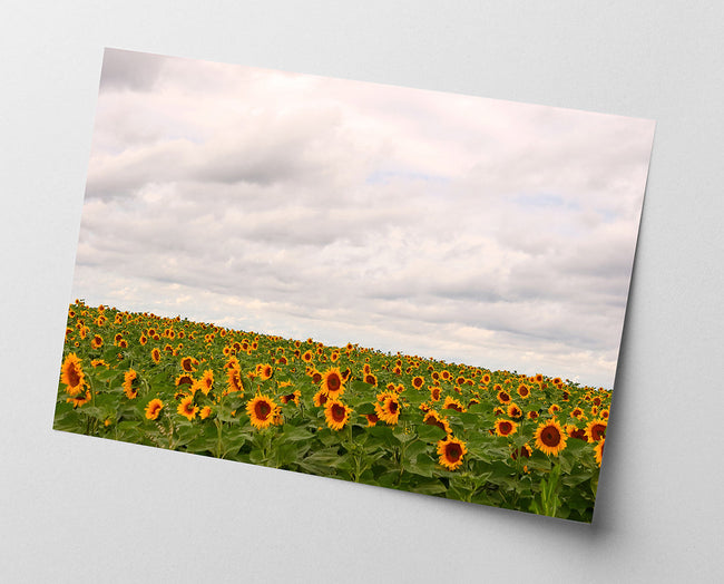 Sonnenblumen-Wiese Main Image
