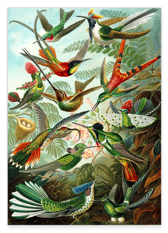 Ernst Haeckel - Vögel im Paradies Hover Image