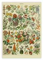 Adolphe Philippe Millot - Vintage Blumen-Übersicht