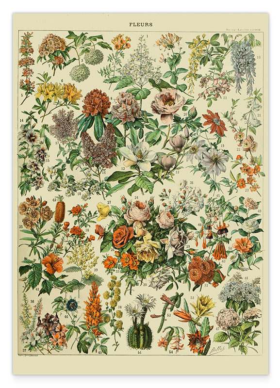 Adolphe Philippe Millot - Vintage Blumen-Übersicht Hover Image