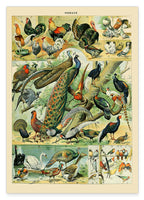 Adolphe Philippe Millot - Vogelarten