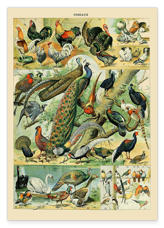 Adolphe Philippe Millot - Vogelarten Hover Image