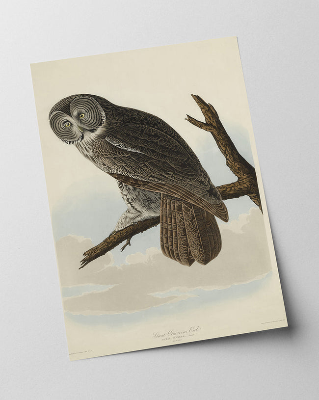John James Audubon - Eule Main Image