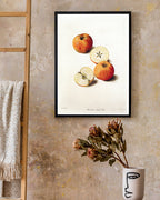 Pearmain Royal - Parmäne Apfel