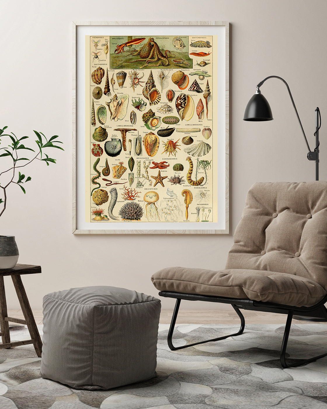 Adolphe Philippe Millot - Muscheln und Schnecken