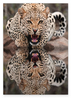 Fauchender Leopard