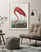 John James Audubon - Flamingo am Wasser II