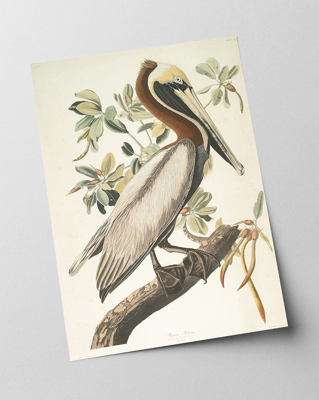 John James Audubon - Pelikan am Baum Main Image