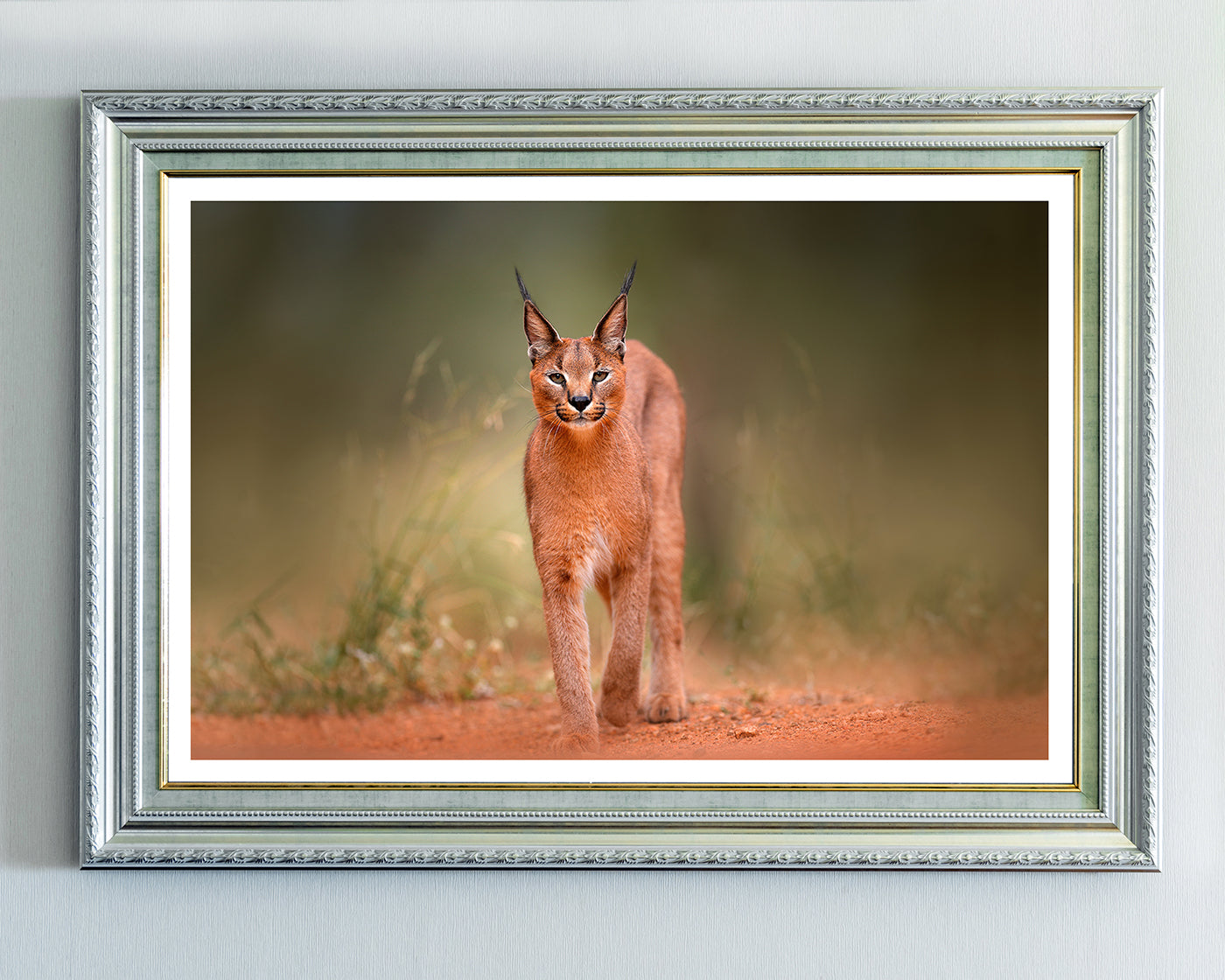 Karakal - Großkatze