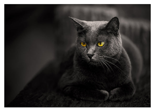 Kartäuser Katze Hover Image