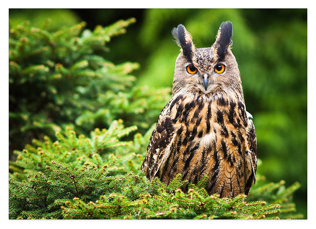 Eule im Wald Hover Image