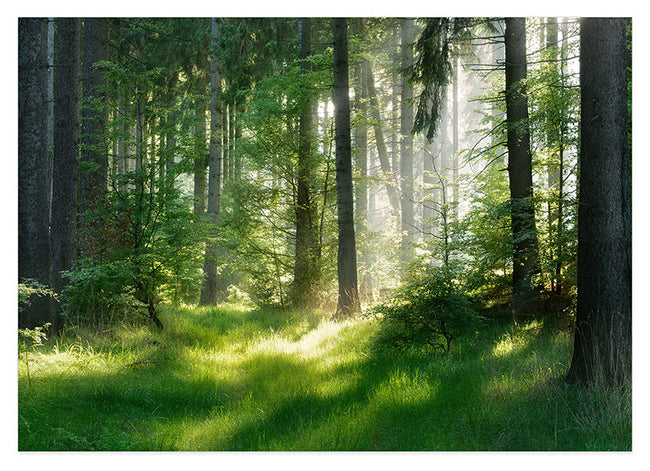 Wald im Frühling Hover Image