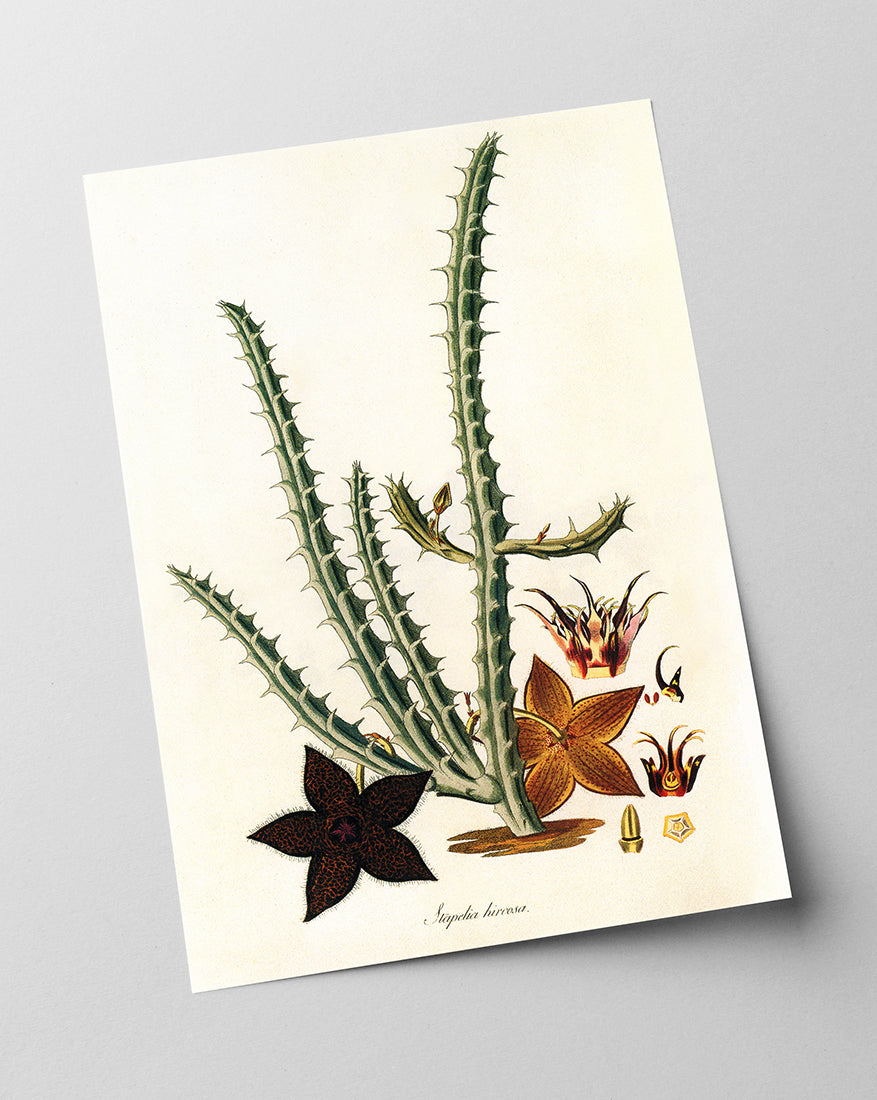 Stapelia Hircosa - Stapelien in Sternform