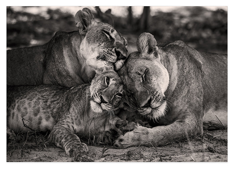 Kuschelnde Löwen in Schwarz-Weiß
