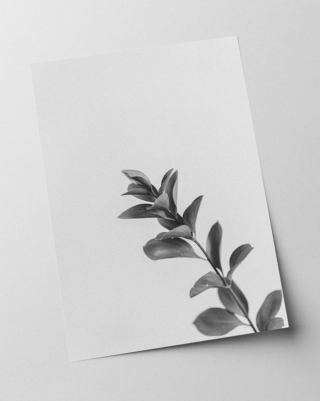 Zweig - Schwarz-Weiß Main Image