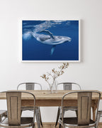 Blauwal unter Wasser