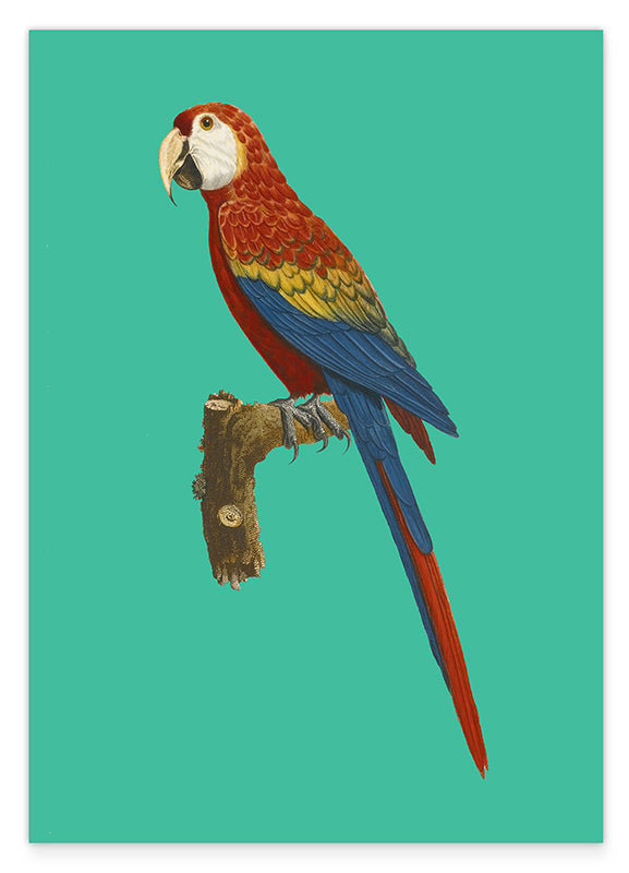 François Levaillant - Ara auf türkisem Hintergrund Hover Image