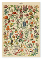 Adolphe Philippe Millot - Vintage Blumen-Übersicht