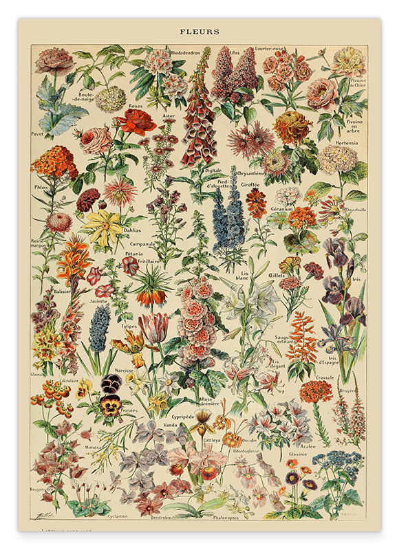 Adolphe Philippe Millot - Vintage Blumen-Übersicht Hover Image