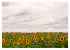Sonnenblumen-Wiese