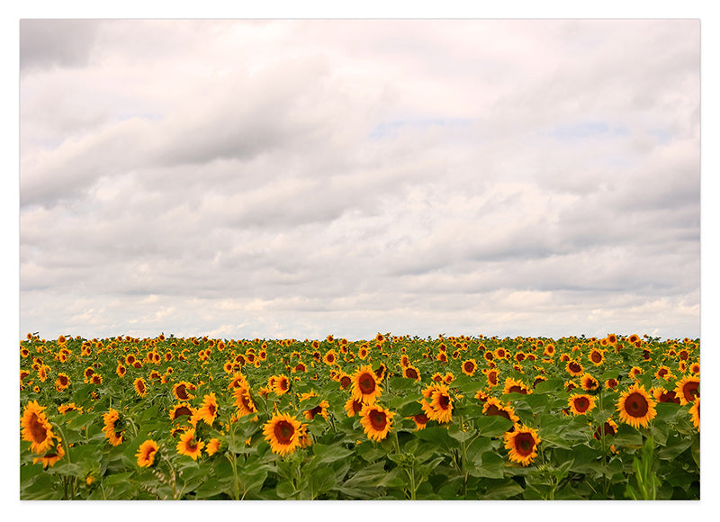 Sonnenblumen-Wiese