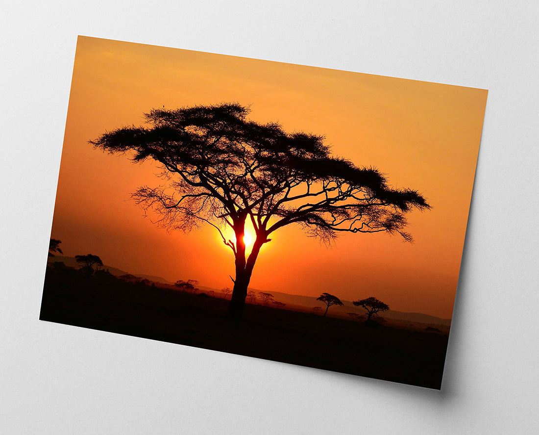 Afrikanischer Baum bei Sonnenuntergang