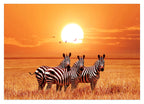 Zebras bei Sonnenuntergang