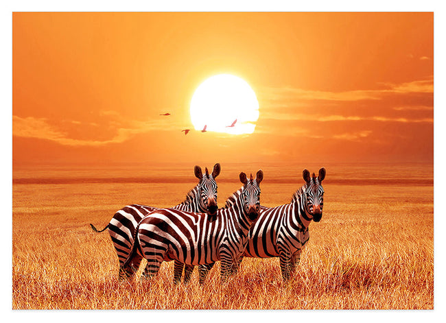 Zebras bei Sonnenuntergang Hover Image