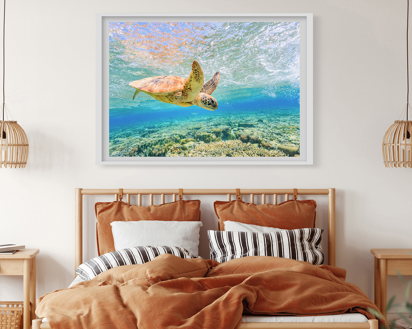 Schwimmende Schildkröte