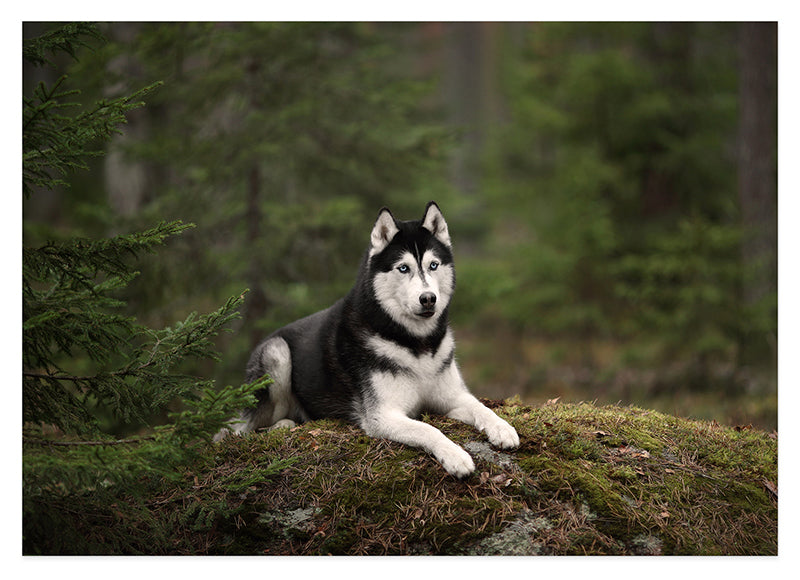 Husky im Wald