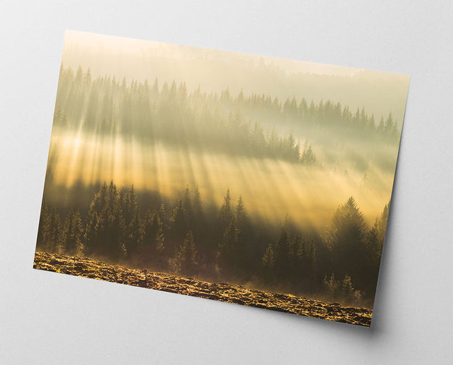 Sonnenstrahlen am Wald Main Image