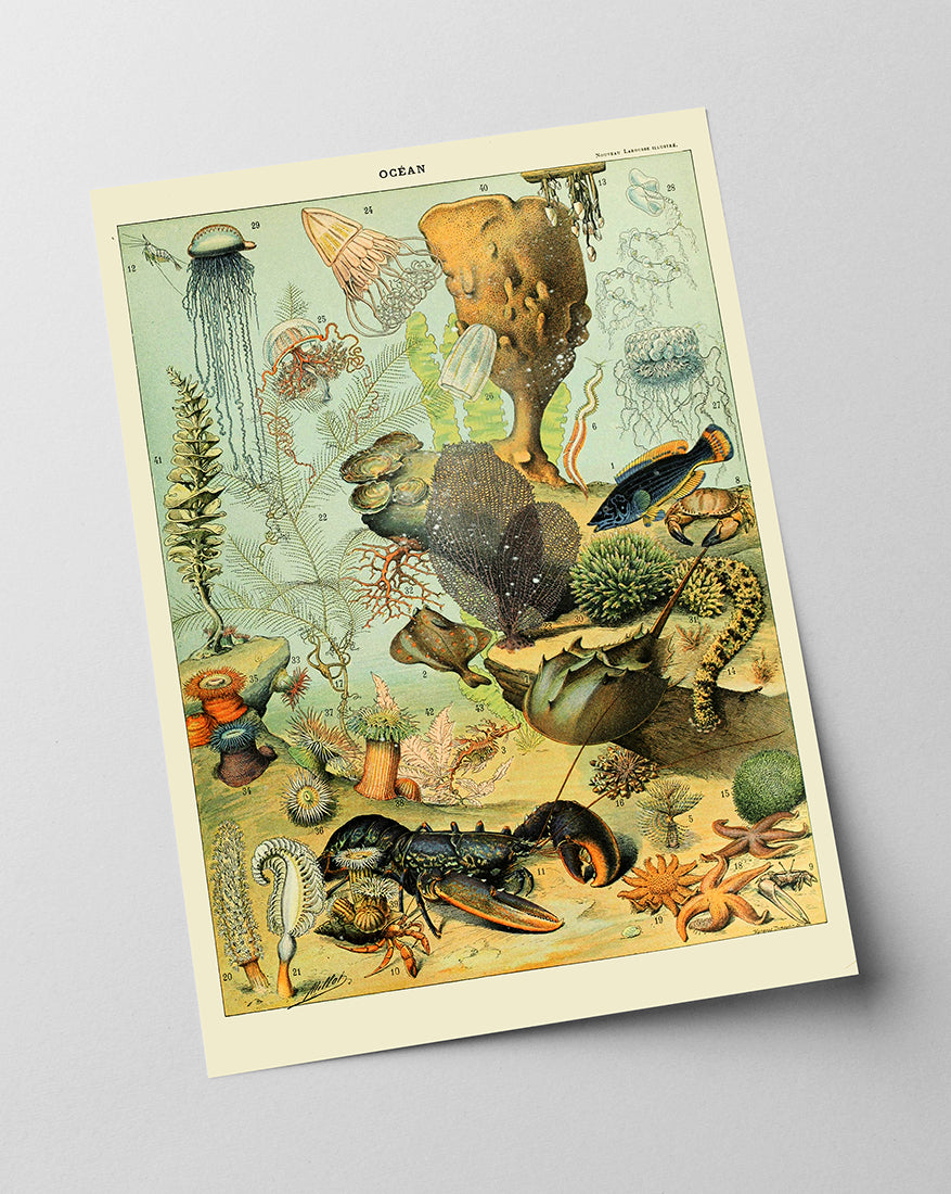 Adolphe Philippe Millot - Unterwasserwelt II