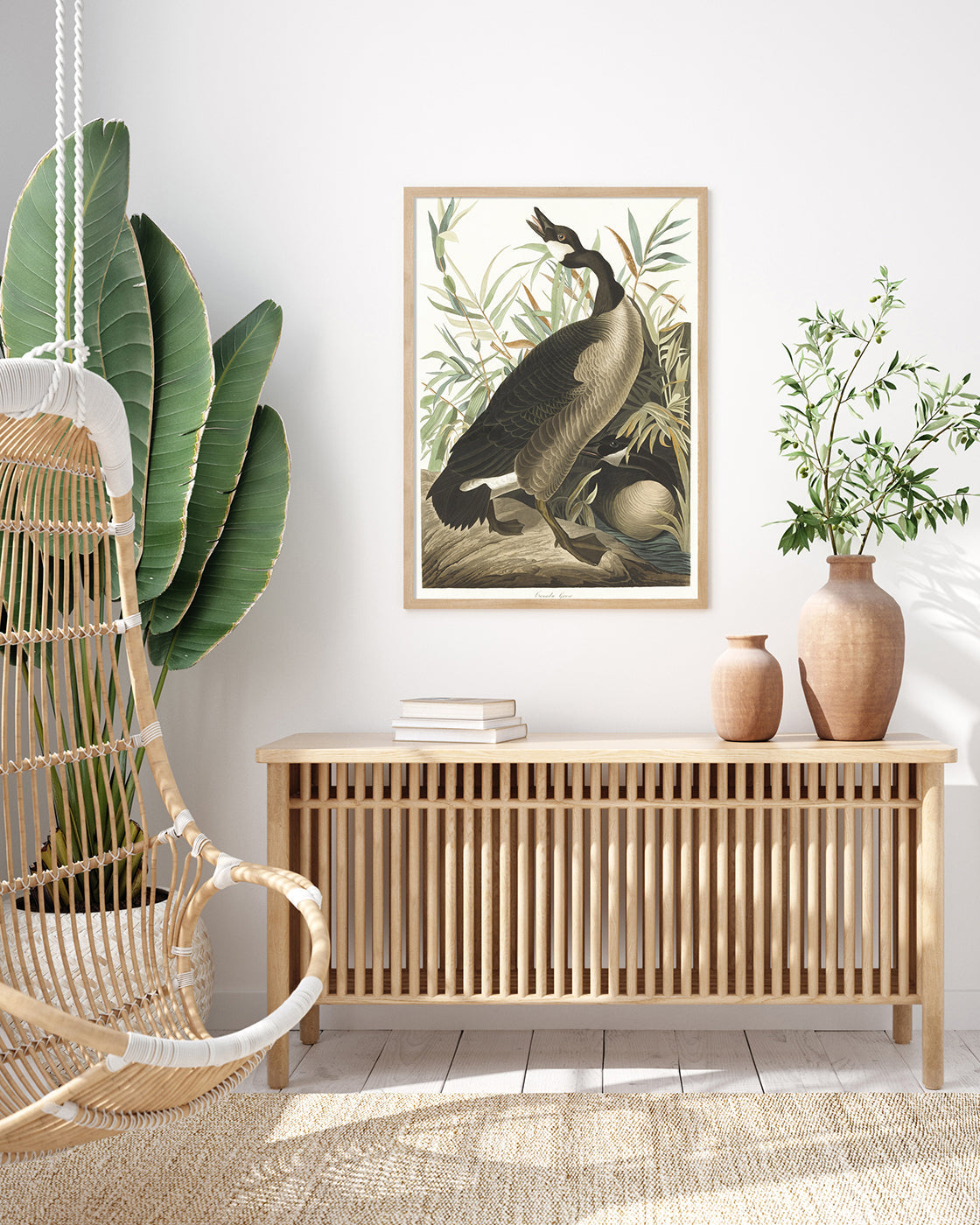 John James Audubon - Brütende Enten