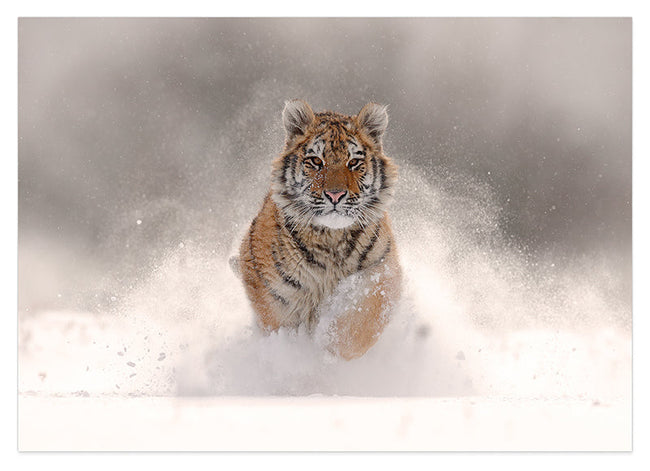 Springender Tiger im Schnee Hover Image