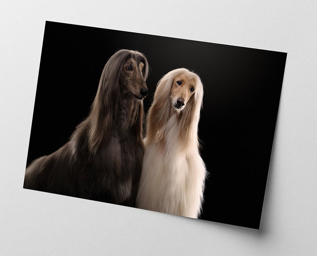 Afghanen-Windhunde Main Image