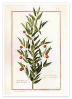 Houx Frelon - Stechpalme