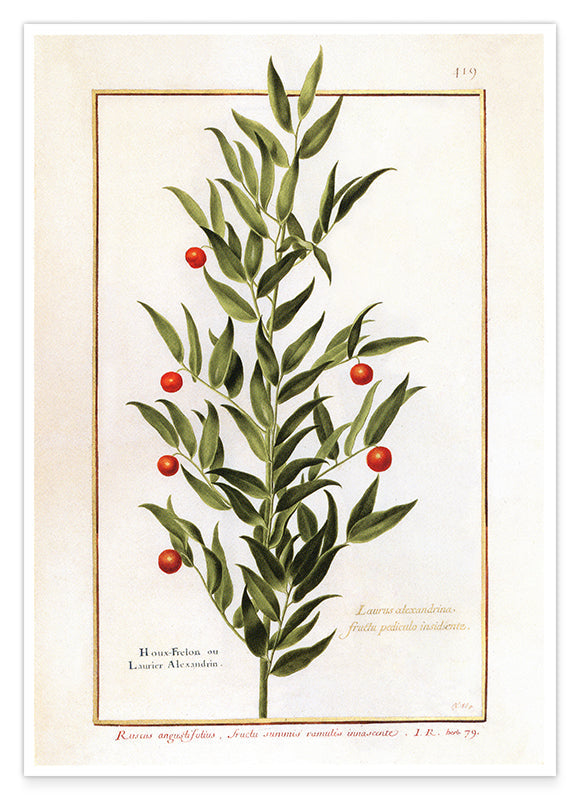 Houx Frelon - Stechpalme Hover Image