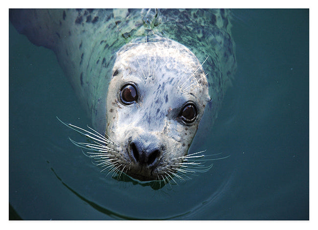 Seerobbe schaut aus dem Wasser Hover Image