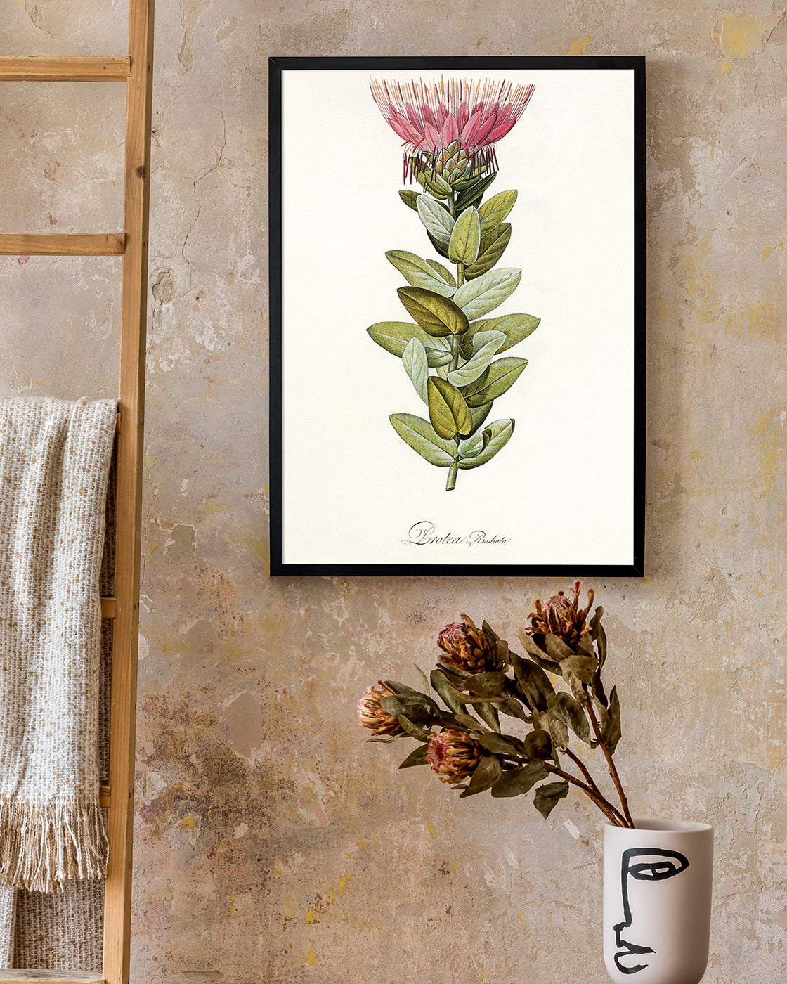 Protea Radiata - Königsprotea mit roter Blüte