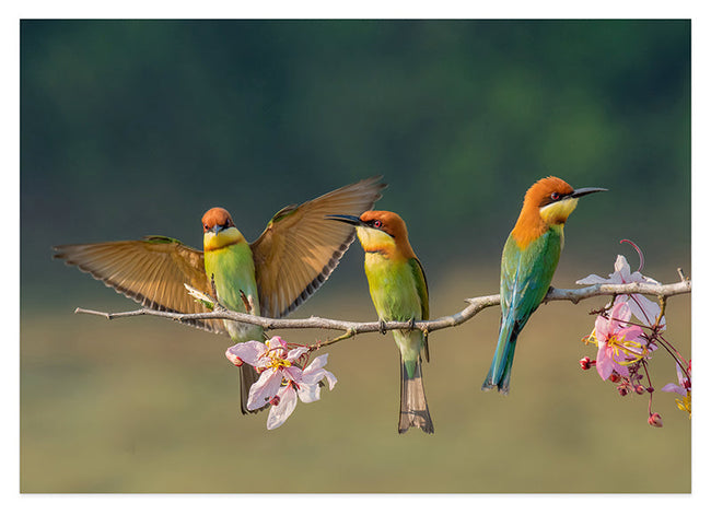 Exotische Vögel Hover Image