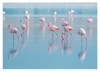Flamingos im Wasser