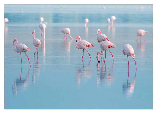 Flamingos im Wasser Hover Image
