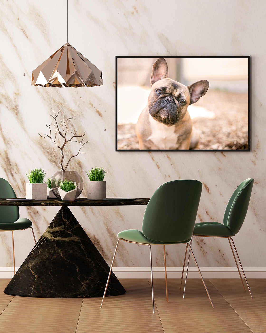 Französische Bulldogge