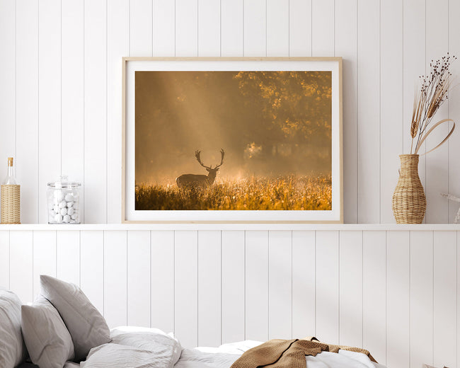 Hirsch in den Morgenstunden Main Image